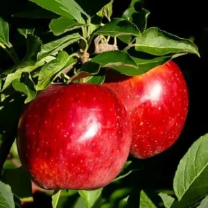 Urmia Apple