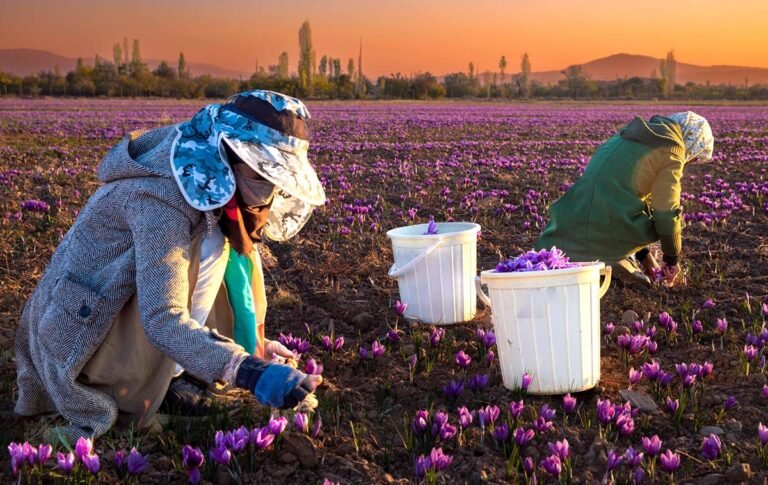 Iranian saffron