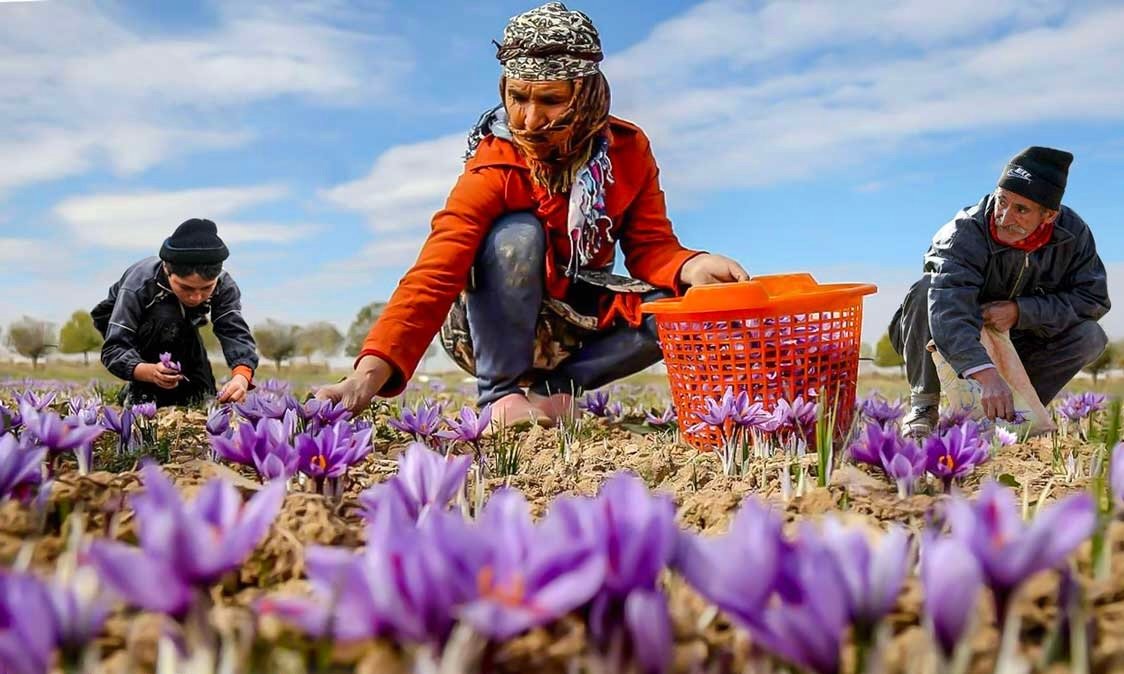 Iranian saffron