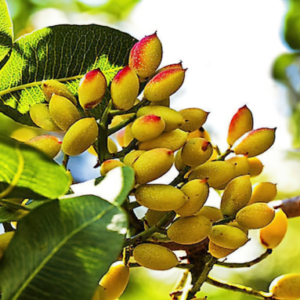 Pistachios 1
