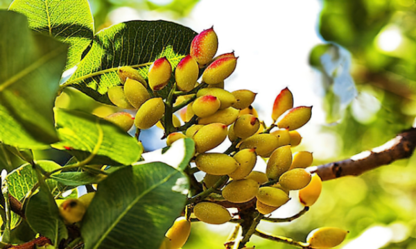Pistachios 1