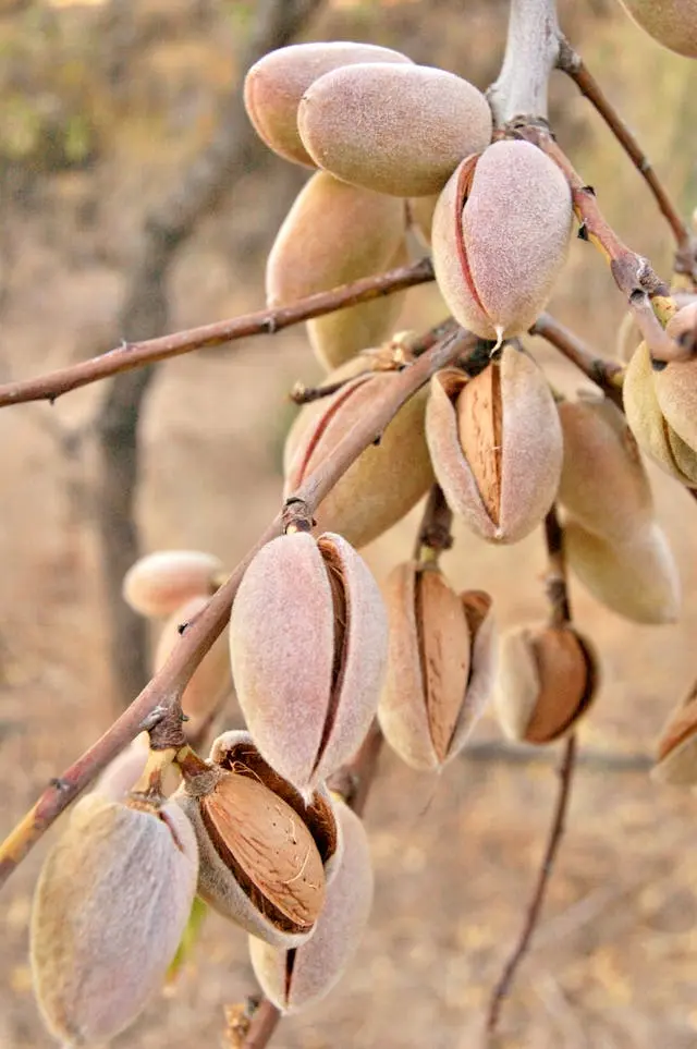 Iranian almonds - Zaragro