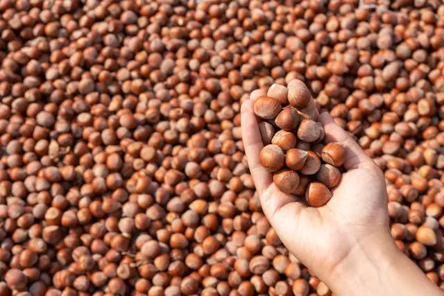 Iranian hazelnuts - Zaragro