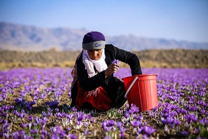 Iranian saffron harvest