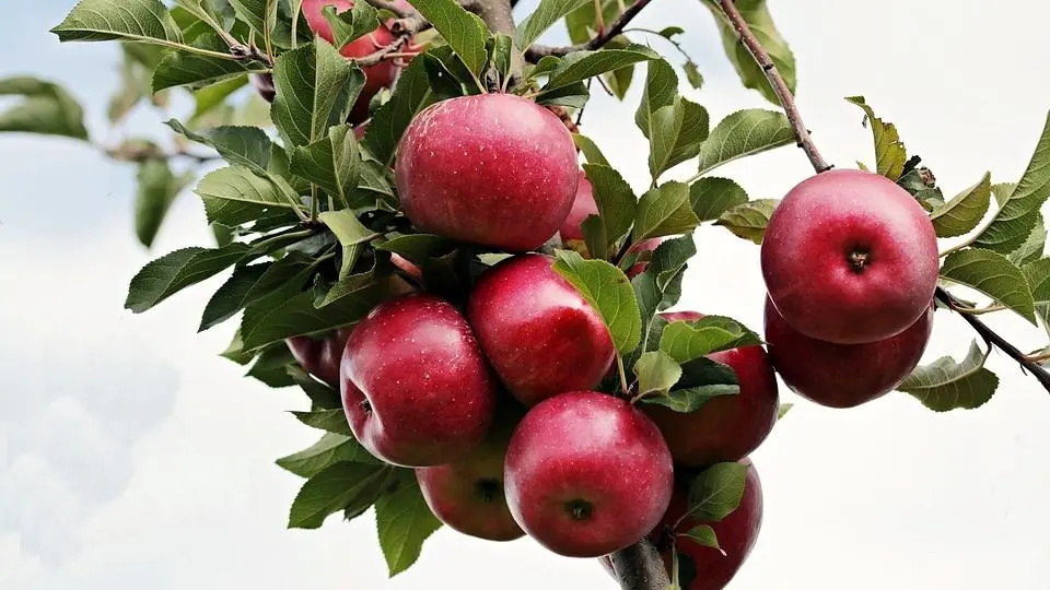 Iranian Apples - Zaragro