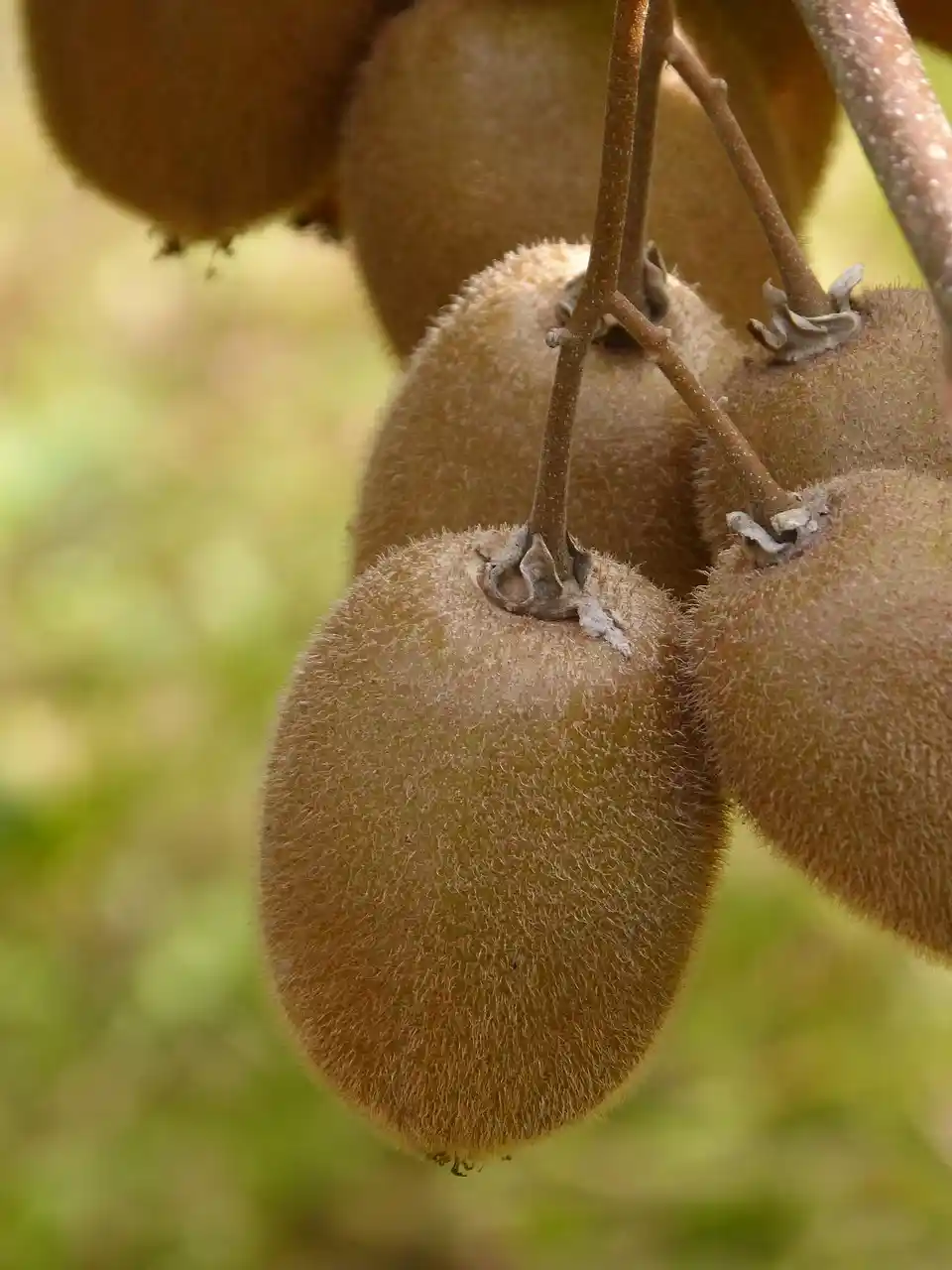 Iranian Kiwi - Zaragro