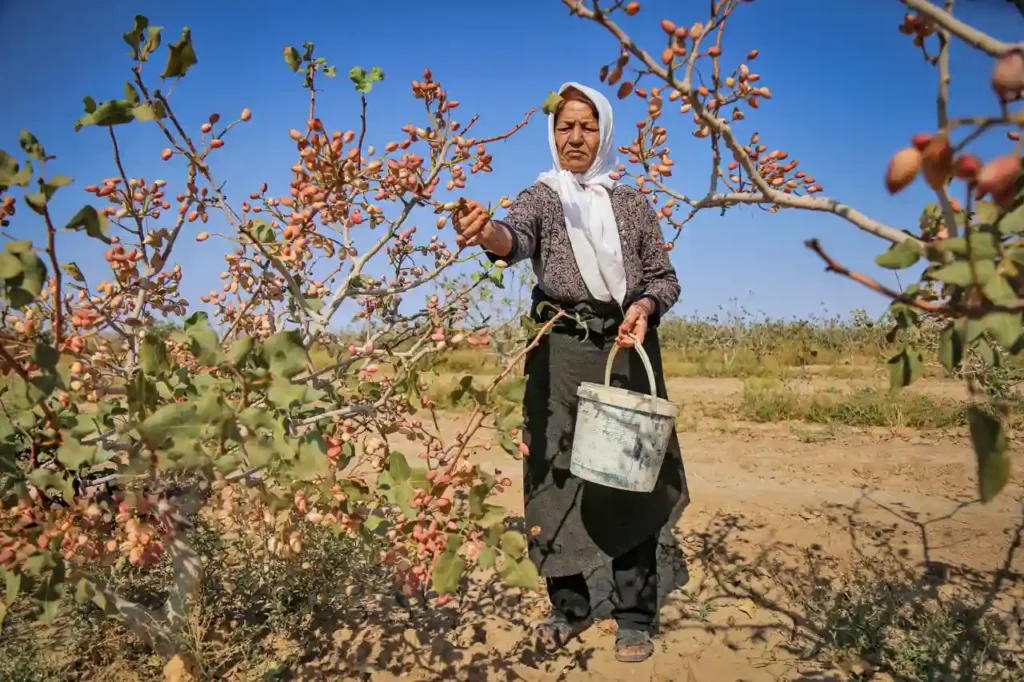 Harvesting Iranian Pistachio - Zaragro