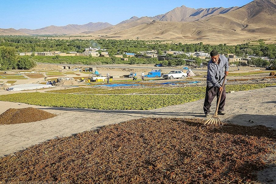 Exporting Iranian Raisins - Zaragro