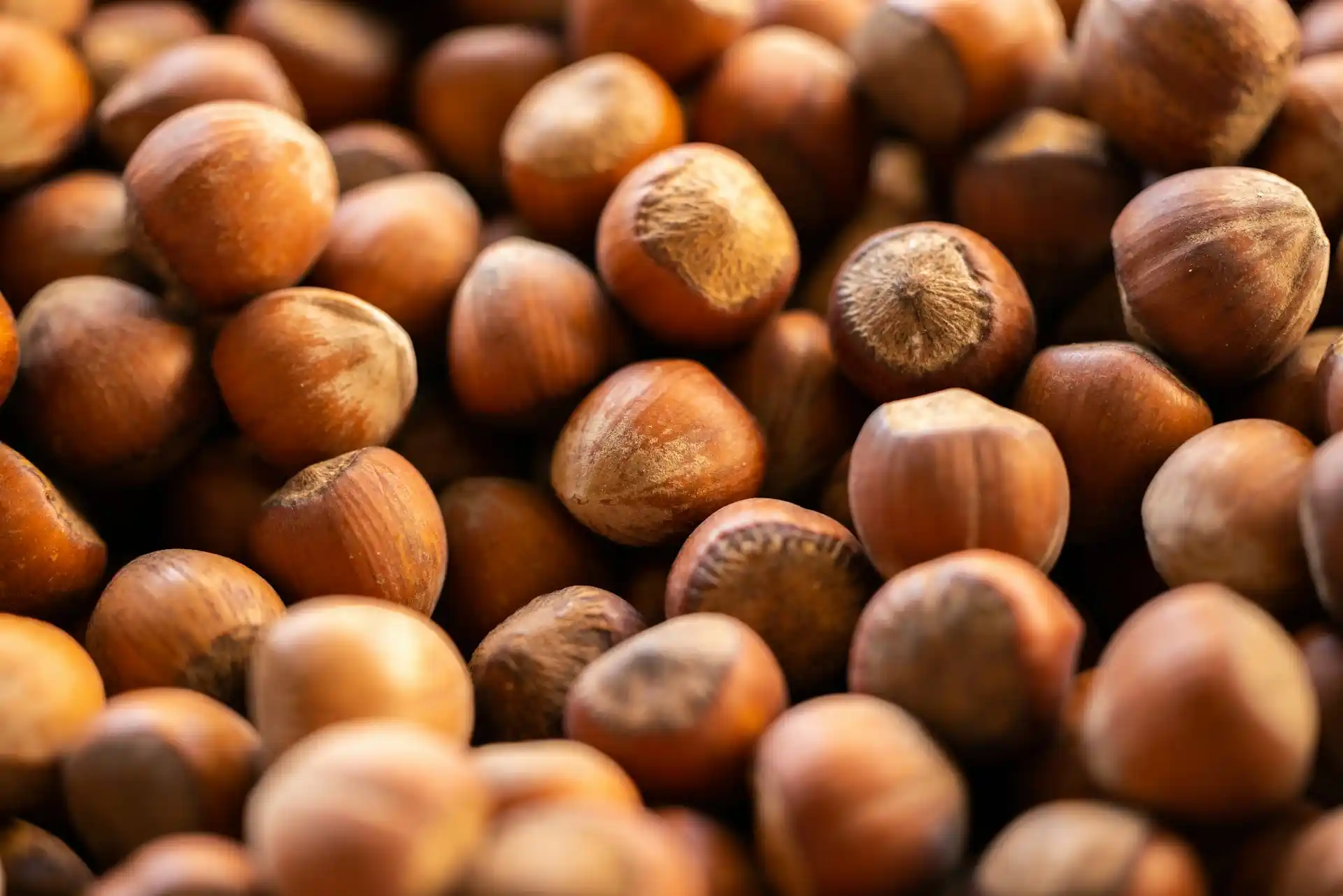 Hazelnut - Zaragro