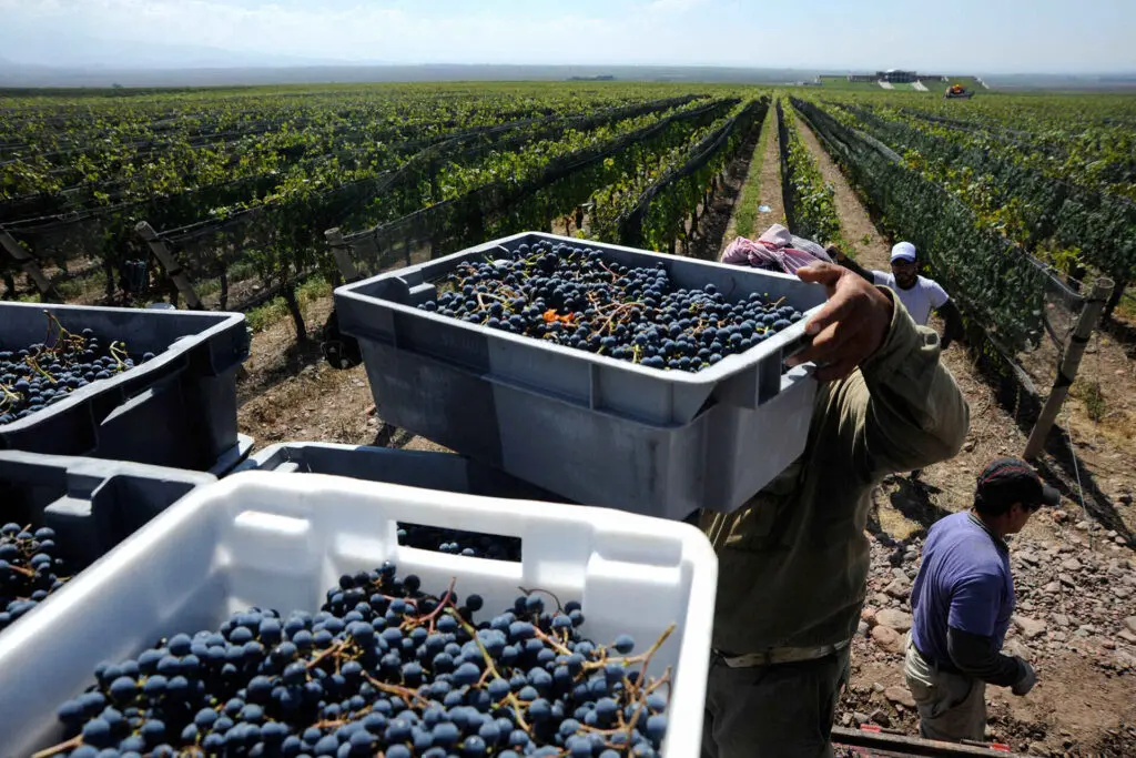 Iranian Grape export - Zaragro