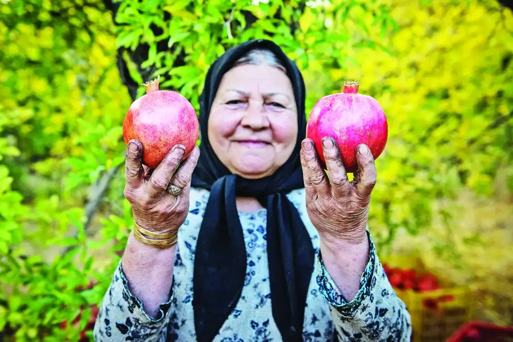 Iranian Pomegranate - Zaragro