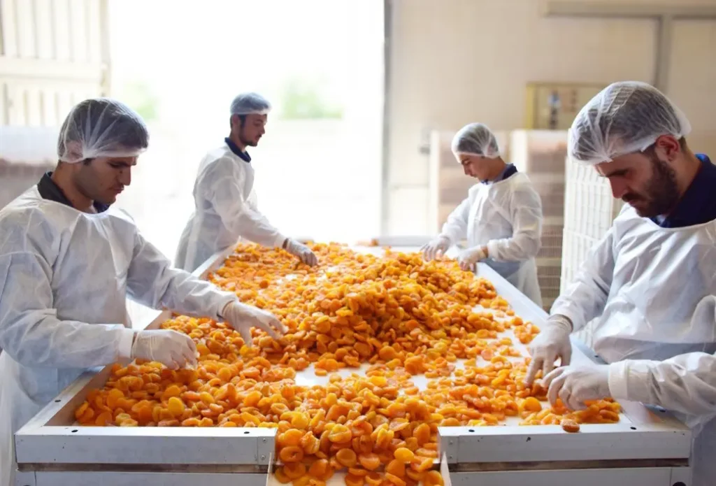Iranian dried apricot - Zaragro