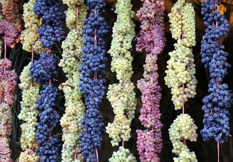 Types of Grapes - Zaragro